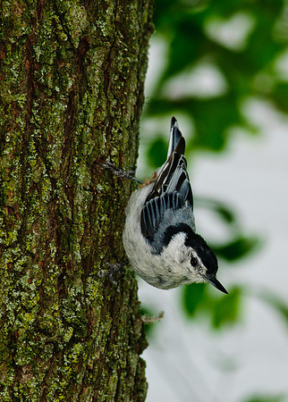 White Breasted Nuthatch;  Larue Ohio