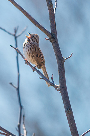 Song Sparrow