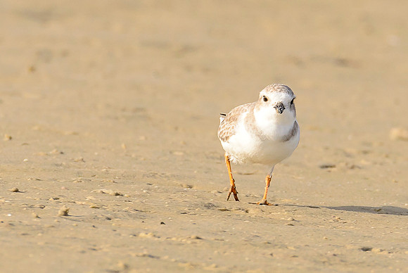 Piping Plover