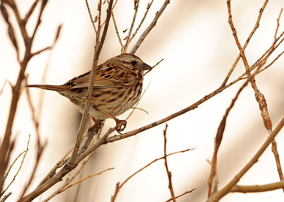 Song Sparrow