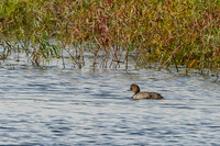 Common Goldeneye