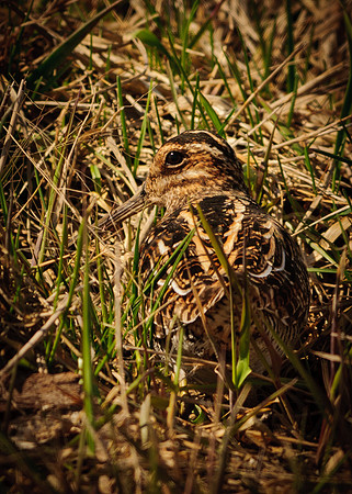 Wilson's Snipe, Killdeer Plains Wildlife Area, Meeker, Ohio