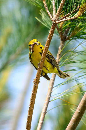 Prairie Warbler