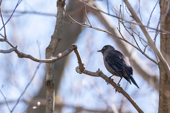 Rusty Blackbird