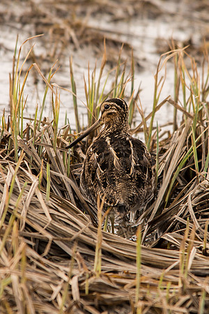 Wilson's Snipe, Killdeer Plains Wildlife Area, Meeker, Ohio