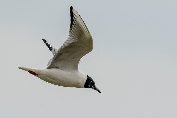 Bonaparte's Gull