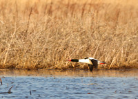 Common Merganser