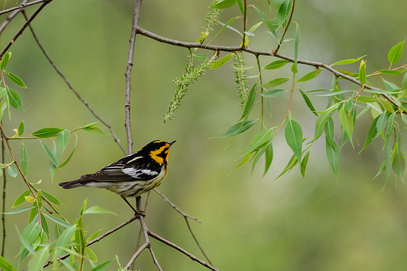Blackburnian Warbler ; Magee Marsh, Lake Erie OH