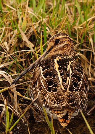 Wilson's Snipe, Killdeer Plains Wildlife Area, Meeker, Ohio