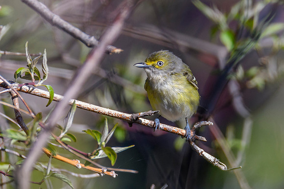 White-eyed Vireo