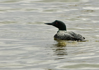 Common Loon