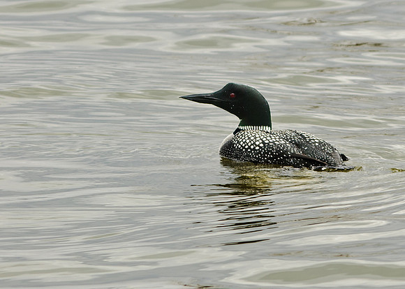 Common Loon; Grand Lake St Marys Celina boat dock