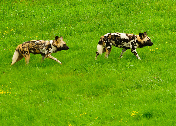 Wild Dogs