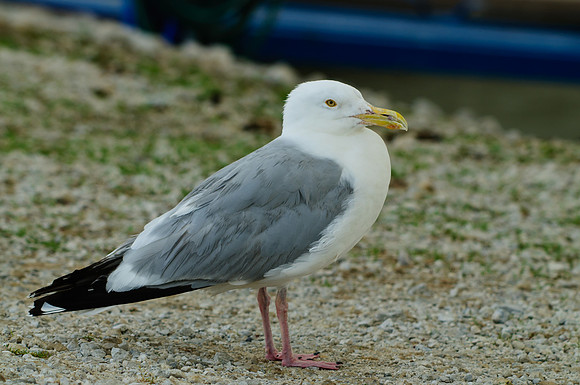 Herring Gull