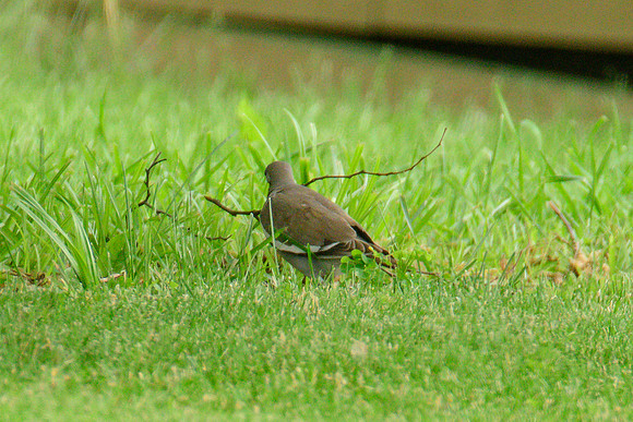 White-winged Dove