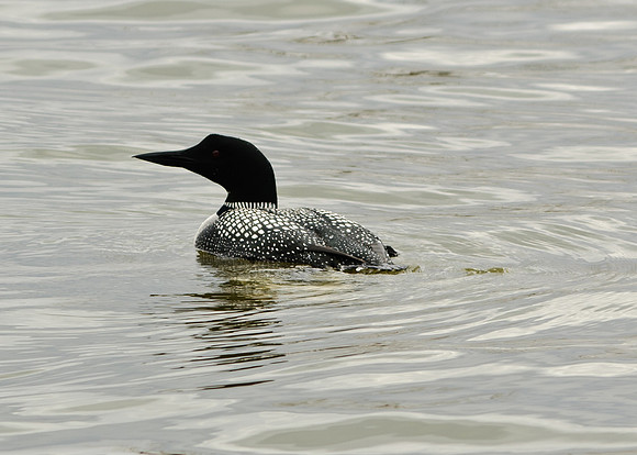 Common Loon; Grand Lake St Marys Celina boat dock
