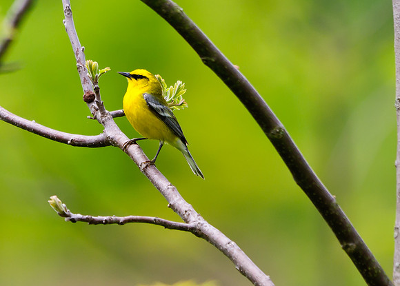 Blue-winged Warbler; Lawrence Woods, Kenton OH