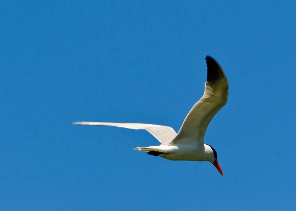 Caspian Tern