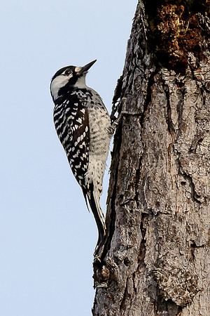 Red-cockaded Woodpecker
