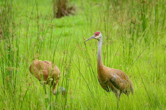 Sandhill Crane Pair