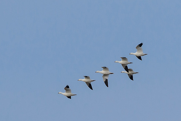 Ross's Geese