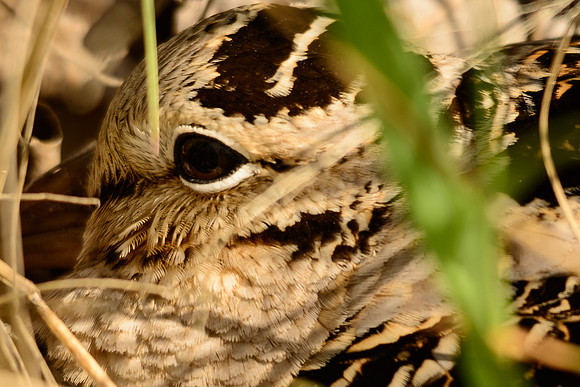 American Woodcock