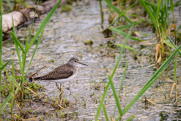Solitary Sandpiper