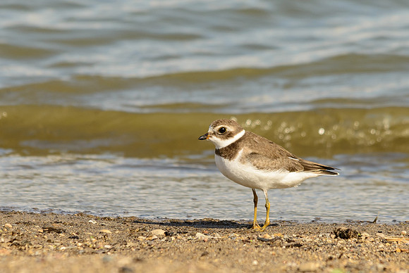 Semipalmated Plover