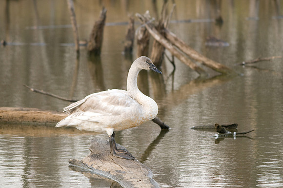 Trumpeter Swan