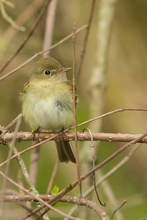 Acadian Flycatcher