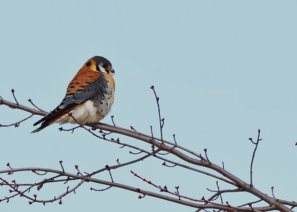 American Kestrel