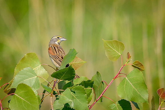 Dickcissel