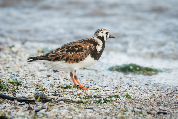 Ruddy Turnstone