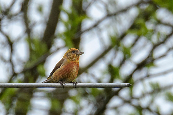 Red Crossbill