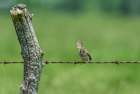 Savannah Sparrow