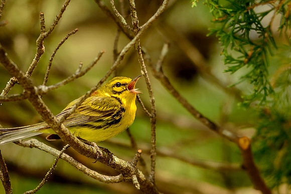 Prairie Warbler