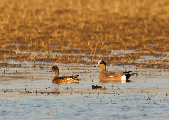 American Wigeon