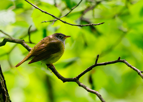 Connecticut Warbler; Lawrence Woods, Kenton OH
