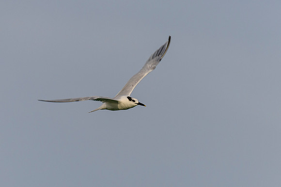 Sandwich Tern