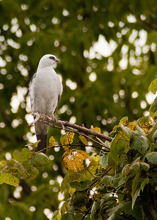 Mississippi Kite