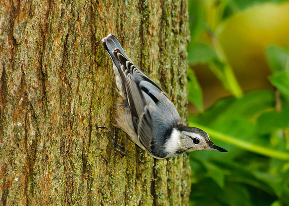 White Breasted Nuthatch;  Larue Ohio