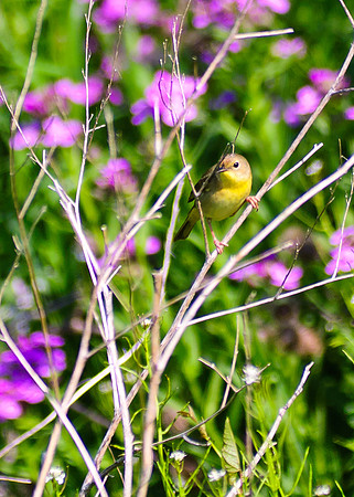 Common Yellowthroat