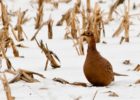 Ring-necked Pheasant