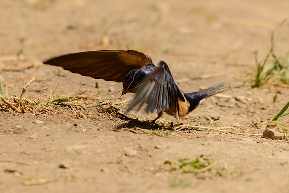 Barn Swallow