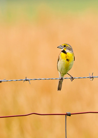 Dickcissel