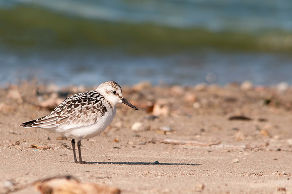 Sanderling