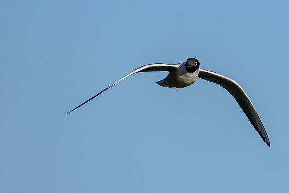 Bonaparte's Gull