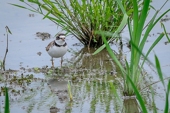 Semipalmated Plover