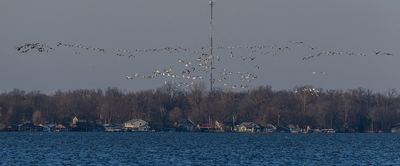 Snow Geese