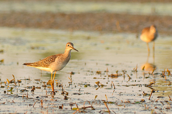Solitary Sandpiper
